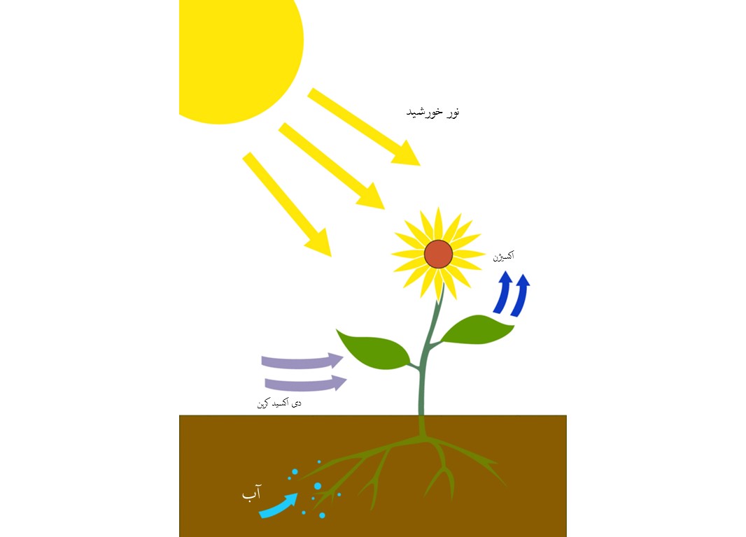 نور رشد گیاه چیست